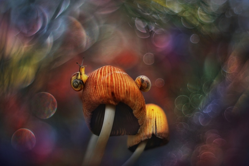 DSC_4155.jpg-ORYG-ciecie-mocniejsze-kolory-2-wersja