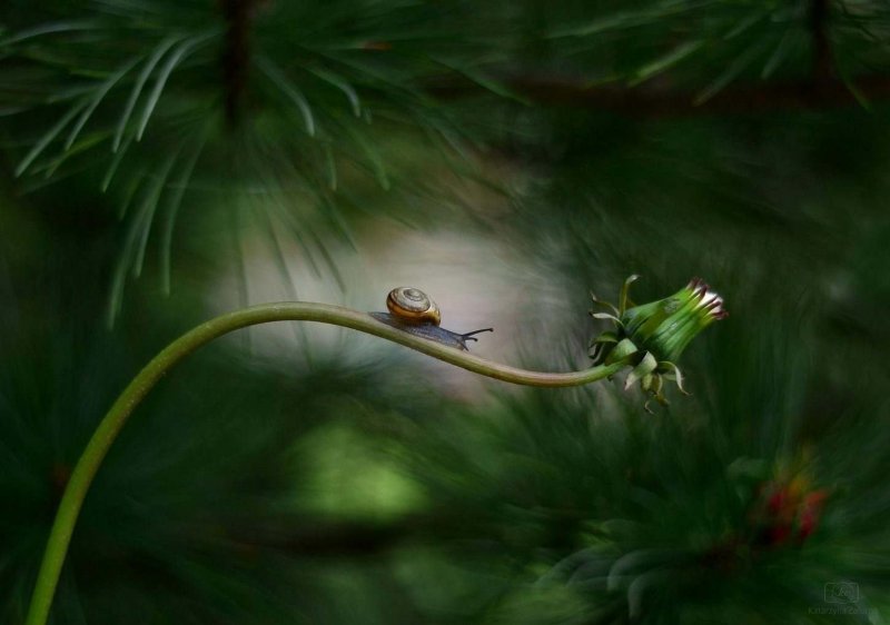 FOREST-NOOK-l.jpg-nggid0213-ngg0dyn-1450x1018-00f0w010c010r110f110r010t010