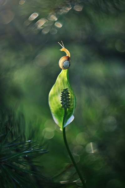 Katarzyna-Zaluzna-TOP-MODEL