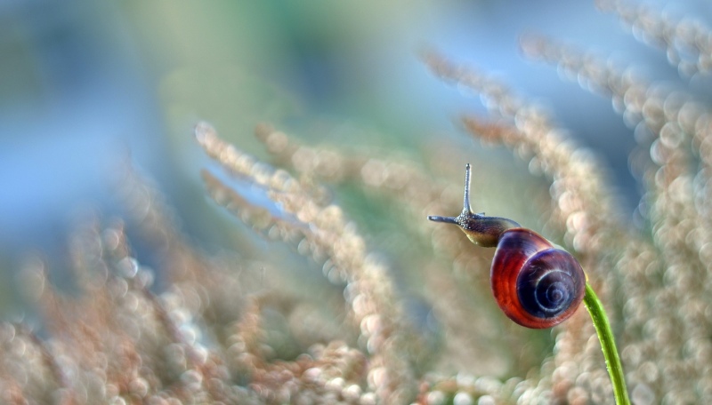 slimak46-obrobka-oryginalny-rozmiar-bez-ostrzenia