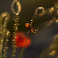 DSC3797-KOLOR.jpg-nggid0228-ngg0dyn-1450x968-00f0w010c010r110f110r010t010
