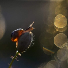 DSC3820-kolor.jpg-nggid0233-ngg0dyn-1450x968-00f0w010c010r110f110r010t010
