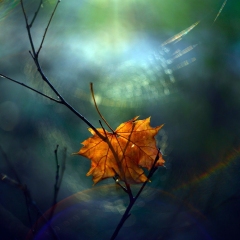 DSC8457-kolor-ciecie.jpg-nggid016-ngg0dyn-1450x1450-00f0w010c010r110f110r010t010